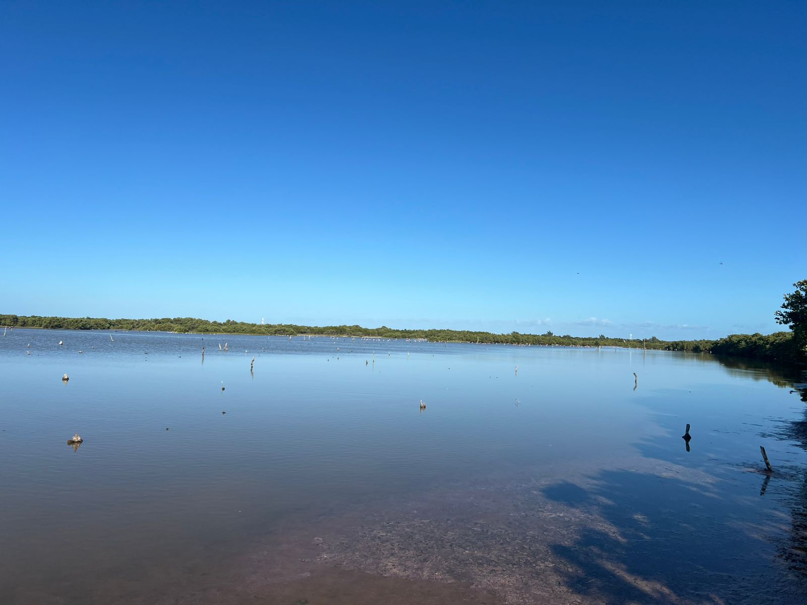 Ecosistema de manglares