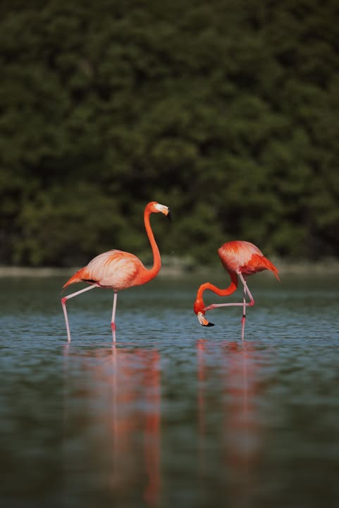 Avistamiento de Aves