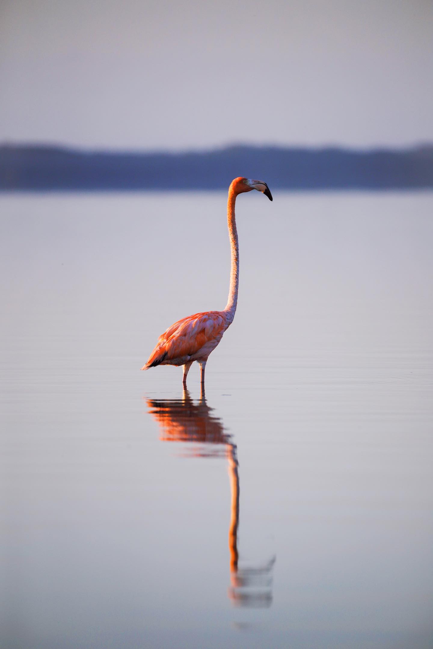 Avistamiento de Aves