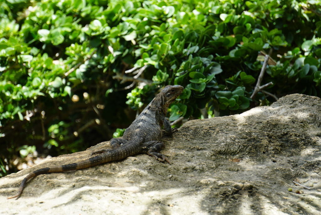 Iguana Negra de Cola Espinosa