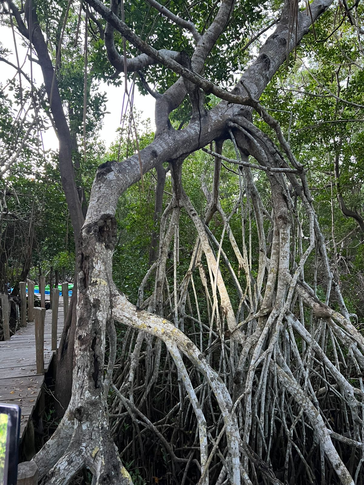 Ecosistemas de Manglar