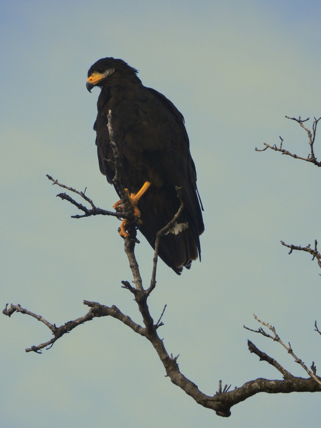 Aguililla Negra Mayor