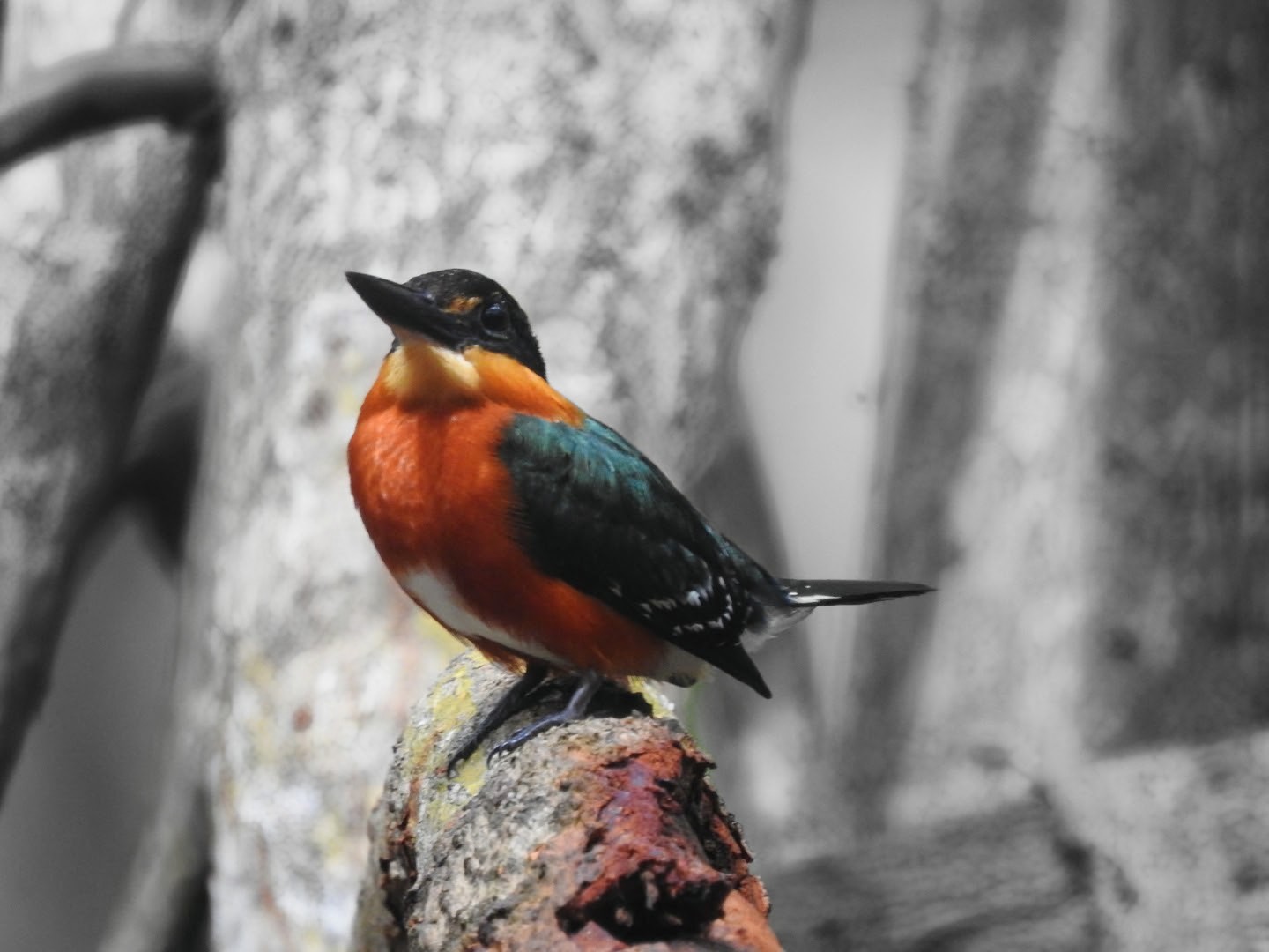 Martín Pescador Enano